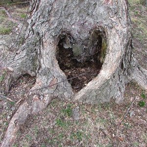 Wool-gathering: 12 / A Woodland Spell on 05/04/2026 from 20:00-22:00