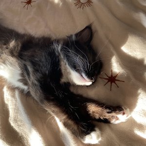 Wrapped up in Books: the travelling cat chronicles on 20/05/2025 from 19:00-20:00 Wrapped up in Books: the travelling cat chronicles on 20/05/2025 from 19:00-20:00
