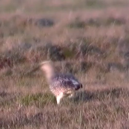 From Inside the Tub episode 26-02-03