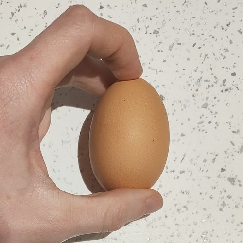egg