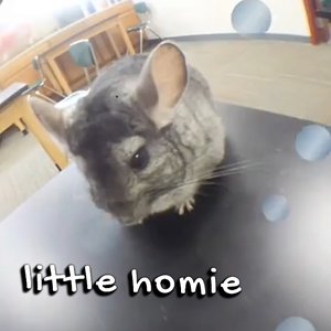 Subcity Freestyle: little homie on 10/04/2026 from 19:00-20:00