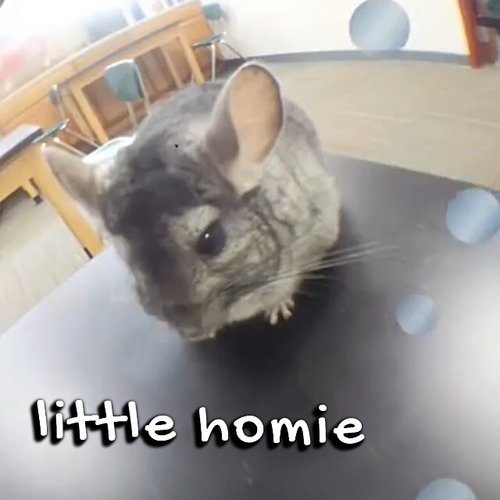 littlehomie soft boiled daniel april 2026