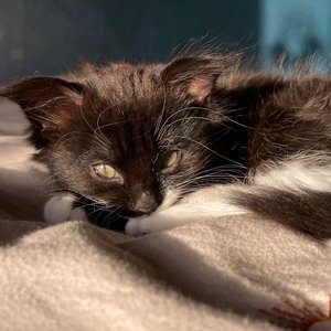 Wrapped up in Books: fantastic mr fox on 21/10/2025 from 19:00-20:00 Wrapped up in Books: fantastic mr fox on 21/10/2025 from 19:00-20:00